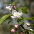 Malus domestica 'Gloster 69'