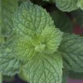 Mentha suaveolens 'Apple Mint'