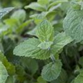 Mentha suaveolens 'Grapefruit'