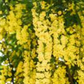 Laburnum watereri