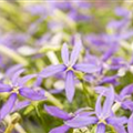 Isotoma axillaris pac® 'Stella Blue'