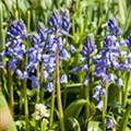 Hyacinthoides hispanica, blau