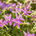 Isotoma axillaris pac® 'Stella Pink'