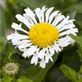 Leucanthemum x superbum 'LaCrosse'