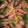 Nandina domestica