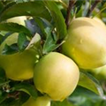 Malus domestica 'Golden Delicious'