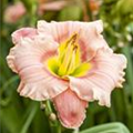 Hemerocallis 'Elegant Candy'