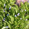 Omphalodes verna 'Grandiflora'