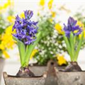 Hyacinthus orientalis