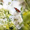 Buddleja davidii