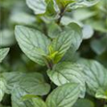 Mentha x piperita 'Chocolate'