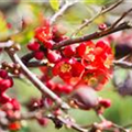 Chaenomeles japonica 'Cido'®