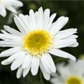 Leucanthemum x superbum 'Sweet Daisy'