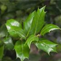 Ilex aquifolium