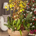 Oncidium