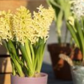 Hyacinthus orientalis 'Gipsy Princess'