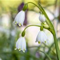 Leucojum aestivum