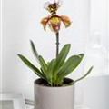 Paphiopedilum