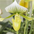 Paphiopedilum 'Americana'