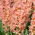 Hyacinthus orientalis 'Gipsy Queen'