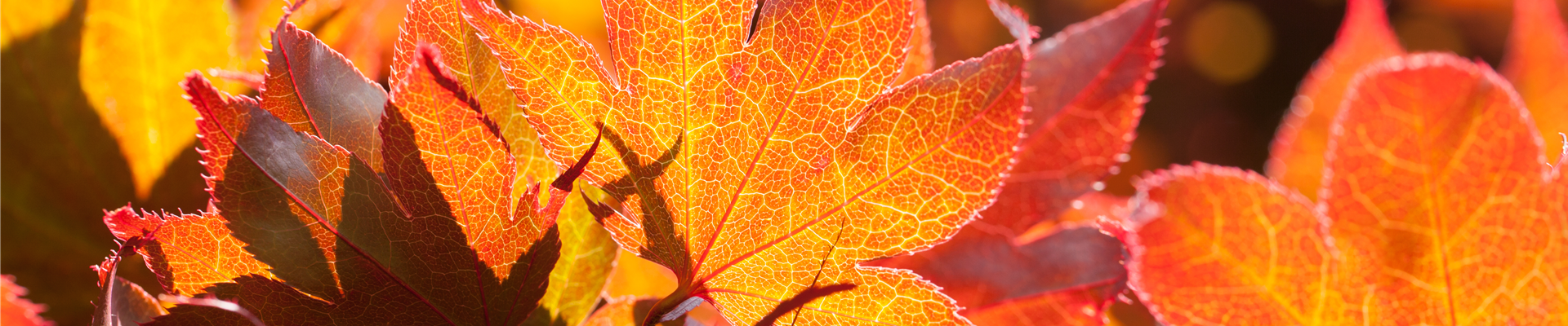 Acer palmatum 'Fireglow'