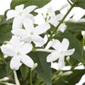 Jasminum polyanthum