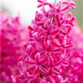 Hyacinthus orientalis 'Jan Bos'