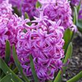 Hyacinthus orientalis 'Pink Pearl'