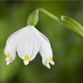 Leucojum vernum