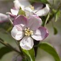 Malus domestica 'Ingrid Marie'