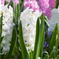 Hyacinthus orientalis 'Polar Giant'