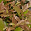 Leucothoe axillaris