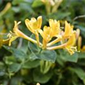 Lonicera heckrottii