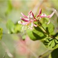 Lonicera heckrottii 'Goldflame'