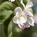 Malus domestica 'Jakob Lebel'