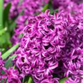 Hyacinthus orientalis 'Purple Sensation'