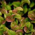 Leucothoe axillaris 'Curly Red'®