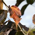 Parrotia persica 'Vanessa'