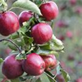 Malus domestica 'James Grieve'