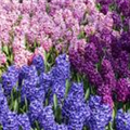 Hyacinthus orientalis 'Trikolore'