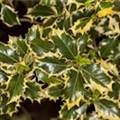 Ilex aquifolium 'Silver Queen'