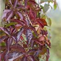 Parthenocissus quinquefolia