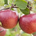 Malus domestica 'Jonagold'