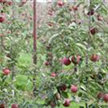 Malus domestica 'Roter Gravensteiner'