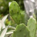 Opuntia ficus-indica