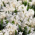 Hyacinthus orientalis 'White Pearl'