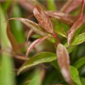 Leucothoe keiskei 'Burning Love'