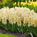 Hyacinthus orientalis 'Yellow Queen'