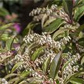 Leucothoe walteri 'Rainbow'