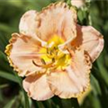 Hemerocallis, orange